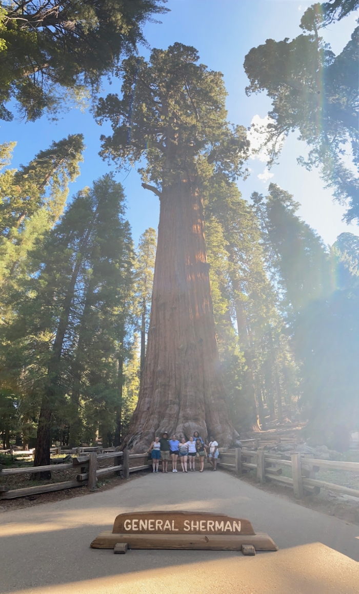 The General Sherman tree